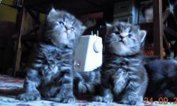 MAINE COON KITTENS they are so so cute , these kittens are the largest in domestic breed.There are three girls ready for there new homes.One of the girls is a poly she has 26 toes in all.They all love to be loved and are supper playfull .call 604-819-2159