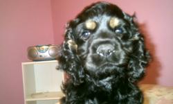 Adorable Non-Registered American Cocker Spaniel Puppy Born August 24. Bailey is the only puppy left looking for his forever home from a litter of six.
He is almost completley black with tan points above his eyes and some tanning on his legs
This adorable