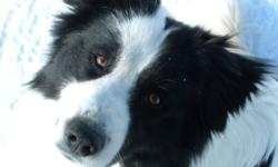 Blue is a large white and black male border collie. He is 7 years old and is very friendly. He is good with kids and loves to play. We live on a farm and he is not good with cats (chases and plays too hard with them) so we need to find a good home for