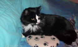 Breed: Domestic Long Hair Domestic Long Hair-black and white
 
Age: Adult
 
Sex: M
 
Size: M
Sylvester is one of the cats we TNR'ed to Fisherman's Cove in SEptember 2009. He was fed twice daily by volunteers, and when he started limping in January 2011 we