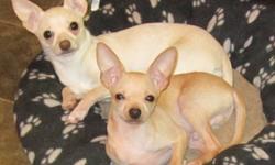 Shy little White male chihuahua,
would be best suited to an older female
or someone with a stay-at-home lifestyle.
Has been vet-checked and has had shots and deworming.
Raised in family home
Used to cats
Good temperment
Likes to cuddle
Looking for his