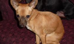 This pure-bred male chihuahua is 2 years old, neutered, and a lovely little fellow weighing 6 pounds.  He has long legs and a deer-like face and just loves to cuddle.  He knows all his commands and walks beautifully on a lead.  He is crate trained and