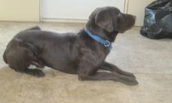 1YR.3Month old MALE Choc. Lab FOR SALE!
He is still intact,Housetrained!
Reason For Having To Sell Him Is House To Small,2Adults,2Children and 1 on the Way.(JUST NO ROOM)
He Loves People,Children and other dogs,cats.
He comes from a very good blood line!