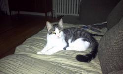 Hi,
 
I have a male kitten that is tabby and a little bit of bengal mixed in, he was born on May 1st 2011. He is 5 months old, he is a very loving, playful kitten, I also have a female kitten that was born on May 1st 2011 and is 5 months old and she is