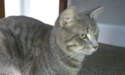 I have a male grey tabbie he a very sweet cat had his first shot if you are intrested in him please contact me