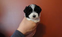 Only 1 left from this litter.  This cute little guy is ready to go December 16th - just in time for Christmas!  Both parents are purebred Havanese.  This breed is hypo-allergenic, non-shedding and extremely cuddly.  He comes with a complete health check,