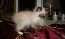For sale very friendly male himalayan  kitten 
$350 firm !!