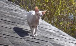 hypo~allergenic non~shedding indoor cat for sale
this exotic peterbald has webbed feet, which make him capable of playing catch and fetch with paper balls, twist ties etc...he is a very curious companion with a supper soft grey velour coat, green eyes
the