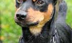 I have a male min pin that is available for adoption through http://www.minpinrescue.org . He is located in Halifax Nova Scotia. Frank is about 2 years old and still full of puppy energy without having a lot of puppy habits! He is available immediatley