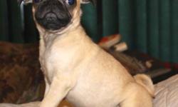 I have Just one fawn male pug pup, he has had his 4 way and a booster, he has also been vaccinated for bordertella, and been dewormed, this boy is energetic and playful, he loves other dogs and kids... he has a small  umbilical hernia (might go away on