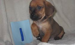 These 2 little ones are ready to find their forever homes,they are wonderful sweet little guys,they have first shots,dewormings ,they come with a puppy pack ,health records and one year health guarantee,Puggles are easy going dogs that love to play and