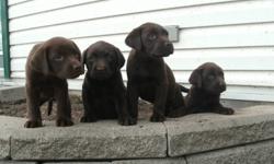 I have a male purebred chocolate lab puppy that is 10 weeks old. He came from a litter of 12 and he is the last one left. He is a very healthy and spunky puppy with a great personality. He loves to play and cuddle. His mom is on site and is very gentle