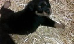 I have 5 male rottweiler puppies for sale. they have been vetchecked, dewormed, first shots, tails docked and dewclaws removed. They are currently 7 weeks old and ready to go to their forever homes, please contact if you have any further questions.