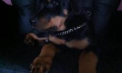 I really need to sell the last rottweiler puppy. He has had all of his shots, duclawed, dewormed. I need someone that wants a dog for a pet and not a gaurd dog. If you are interested msg me back on here or call/text 778 863 5253 or 604 726 7918