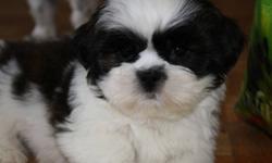 3/4 Shih Tzu pups 1/4 Bichon. he is dewormed. is hypo alergenic, Both the parents are Under 10lbs. he is ready to go to his new home, Mom is availble to view. If you have any questions please call me at 780-953-5448 or 780-963-5446
delivery availble into