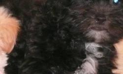FOUND HIM A WONDERFUL HOME WITH 2 LITTLE GIRLS TO LOVE HIM ! ! ! THANK YOU !
  Happy , playful black/white shihpoo puppy born Sept 13, 2011.  Has 1st and 2nd shots and has been dewormed.   Mom is black/white shihtzu and dad is silver toy poodle.  This