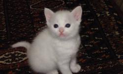 I'm looking for a young 8 week old kitten. Must be male and in the GTA. Preferred colours: white, white with pattern, grey, or white with grey. Thanks and look forward to seeing your kittens :)
This ad was posted with the Kijiji Classifieds app.