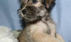 Breed: Terrier - NAME - QUARTZ
Age: Baby
Sex: M
Size: M
A local dog lover found the mom of these pups abandoned (along with a 2nd dog) at a lake in northern Sask. She rescued her and brought her home to care for her. Turned out she was pregnant and gave