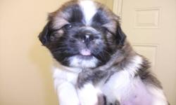 Male left, he is ready to go to his new home by tomorrow..has all his shots (first vaccinations, deworming). Male is a tri colour (black, white, and brindle) he is VERY CUTE and will fully be grown to about 9-10lbs.
Please call/e-mail..first come first