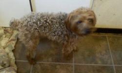 male yorkiepoo fixed and all up to date on his shots.   this guy is two years old is housetrained and extremely friendly.  only reason for rehoming him is the rest of my family do not want to participate in his care.   so in order for him to have the best