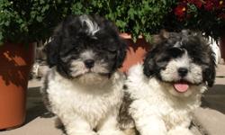 MALSHI ( maltese x shih tzu)  great  puppies live in our house with us...    Our puppies are handled, loved and played with everyday since birth by children.
    Our Puppies born  Aug 1 11 are very well socialized to ensure a friendly temperment.  Dad is