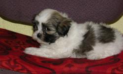 Maltese cross puppies, males & females.  Father is purebred Maltese, mother is Shih Tzu x Toy Poodle.  Puppies are mostly white with some brown or tan markings.  Will range in size from six to ten pounds.  Very friendly playful pups, wormed and first