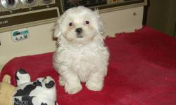 One male, one female puppy.  Father is Purebred Maltese, mother is Shih Tzu x Toy Poodle.  Mostly white with some markings.
The puppies have been born and raised in my home, are well started on paper training and have been handled every day since they