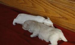 "MaltiPoos"
Mother 5lbs: MalteseFather   9lbs:  Maltese / Poodle
Both parents up to date with all shots & Indoor Family Pets
Raised In Doors With Kids & Other pets ( Well Socialized )
Pups:
Hypoallergenic
First Set of Vaccinations
Full Vet Check with