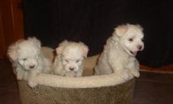 3 Adorable Maltese Puppies For Sale
These three Puppies are perfectly healthy, 2 Boys and 1 Girl. The Mom and Dad are our own dogs. We are not breeders. The puppies are probably going to be the same size as their parents and going to weigh arround 5-7 lb.