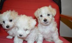 Toy size Maltese puppies are now 8 weeks old and have their 1st shots, Vet checked and dewormed. 2 boys and 1 girl are available for their loving homes. They will mature to approx. 6-8 lbs.
Please call me immediately for an appointment to view and the