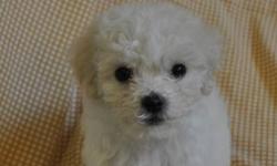 Toy size Maltese puppies are now 8 weeks old and have their 1st shots, Vet checked and dewormed. 3 boys and 1 girl are available for their loving homes this week. They will mature to approx. 6-8 lbs. Price ranging from $550 to $600.
Please call me