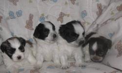 Hi We have 4 adorable Maltese/Shih-tzu puppies for sale. The puppies are being raised in our home with the mom and dad as our pets. They are hypoallergenic, non-shedding, will grow to be 8 to 10 pounds and will be vaccinated and dewormed.Currently we have