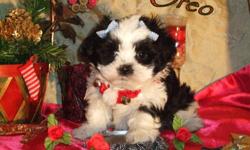 We have only one male "OREO"who is still available to a loving home. Oreo is very sweet and loves to play. He is hypo-allergenic and non-shedding. He should reach a mature weight of approximately 5-7 pounds. The mother and father have excellent