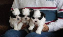TWO FEMALES still available;   
updated November 30;   
The are both small & adorable;  
White with brown markings;  
Dark mask or patch over one eye;  
Family raised with lots of love;  
Born October 5, 2011;  
Non-shedding, hypo-allergenic;  
Small