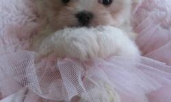 Beautiful teacup maltese puppys . Mother and Dad are both under five lbs.Maltese do not shed and make wonderful loyal pets. Mine are not barkers either. Everyone is well started to potty. Call  for more information. 1 780 726 3424 adults shown