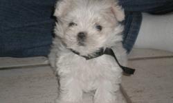 Micro Maltese Purebred, I have 1 pearly white little boy. His parents are both 3 pounds. He had his 2nd Vet check, received his seconds set of shots and deworming, he has also been micro-chipped! He will also come with a 1 year health guarantee! He is