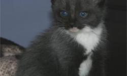 Black and white (tuxedo) Manx kittens available. Cute, playful and raised with lots of TLC. Five kittens in the litter, 2 rumpies (1 male gone, 1 female) and one manx (female), two with tails  (1 male & 1 female. Very healthy and ready to go to your home.