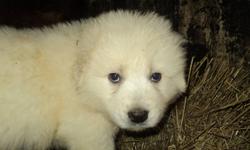 Maremma puppies for sale one female, four males from working parents, very good family dogs and excellent livestock guardians. Ready to go to your home after Jan 1, 2012