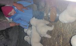 Maremma puppies for sale.  Four males and two females.  Available to go now.  Great for a farm dog, livestock protection, or pet.  Raised  with sheep, mother is a trained LGD (livestock gaurdian dog).  Vet checked, first shots, and dewormed.  Please call