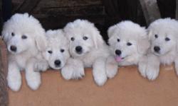 Purebred maremma sheepdog puppies.  Bred to be guardian livestock dogs.  Excellent protectors against coyotes and other predators.  Father imported from Italy.  Beautiful temperment.  Needled, dewormed, vet checked.