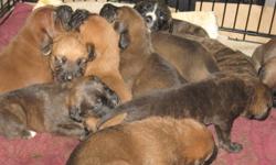 ** 6 puppies left**
We have a beautiful litter of 11 bull mastiff puppies. We have 6 females and 5 males, they are a mix of fawn & brindle colours. They are very playful puppies. We have both parents as our family dogs. These puppies will make a wonderful