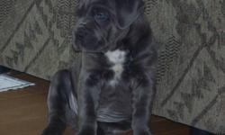 HAVE A BEAUTIFUL LITTER OF MASTIFF PUPPIES READY TO GO TO FOREVER HOMES ON  FEBRUARY 6TH MAKE AN APPOINTMENT TO COME AND PICK YOUR PUPPY. THEY ARE VET CHECKED 1ST SET OF SHOTS AND DEWORMED , TAILS AND DUE CLAWS ARE DONE,
THESE ARE TRUE BLUE'S NOT BLUE