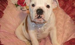 Maximum Bullies. These pups are 3/4 English Bulldog, and 1/4 Boxer. We have only 1 female in flashy fawn available. 
She will reach a mature height of approx. 16 inches at the shoulder, and a mature weight of approx. 55lbs. Tail and dewclaws have been