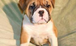 Maximum Bullies. If your looking for a great looking Bulldog, but don't want to deal with all the health issues that can be associated with the purebred Bulldogs, then our Maximum Bullies could be just what you've been looking for. These pups are 3/4