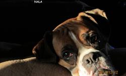 Nala is a Boxer mix, about 4 to 5 years old and appears to be healthy, She is up to date on all of her shots but does need to be spayed.  Nala is a little timid but very loving girl. She loves to be right where you are and is a huge cuddlebug whether on