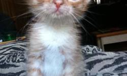 Meet Pumkyn!
Hes 6 weeks old, and will be ready by November 5th. But I am willing to let him go November 1st.
 
HE IS:
Eatting hard food
Litter trained
Good with baths
 
Hes an orange tabby, the most playful one.
Unfortunately, hes the last one!
As one of