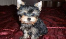 Hi,
Meet Annabella, a very tiny Yorkshire Terrier who won't weigh more than 3 1/2lbs. full grown. She has been to the Vet and is perfectly healthy so she is ready to go. JUST IN TIME FOR CHRISTMAS! I will be happy to deliver.
 
Annabella is a lovely