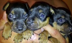 Red female min pin (registered akc) and black and tan male min pin (registered ckc) are the parents. Puppies aren't born yet so I'm not sure of the colours, usually they are black and tan. Great valentine's gift!
**pictures are from the last litter.
