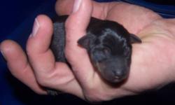 Tiny min pin pups.  Have been raised underfoot with children and cats.  dewormed, vaccinated, tails cropped,  nails trimmed, leash training started as well as house training.  Already paper trained.   Mom and dad on site.  Ears will stand naturally. Will