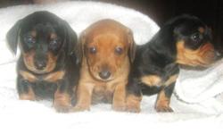 5 adorable Minature Dachshund for sale.  4 male and 1 female. 2 black and brown and 3 red. Ready to go on November 15th 2011.